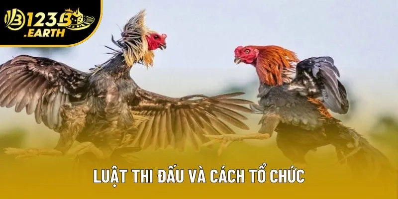 Luật thi đấu và cách tổ chức