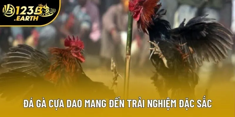 Đá gà cựa dao mang đến trải nghiệm đặc sắc Đá gà cựa dao mang đến trải nghiệm đặc sắc